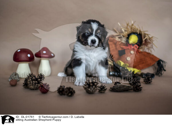 sitzender Australian Shepherd Welpe / sitting Australian Shepherd Puppy / DL-01761