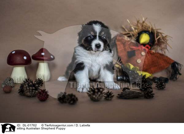 sitzender Australian Shepherd Welpe / sitting Australian Shepherd Puppy / DL-01762