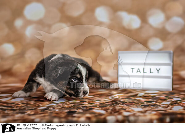 Australian Shepherd Puppy / DL-01777