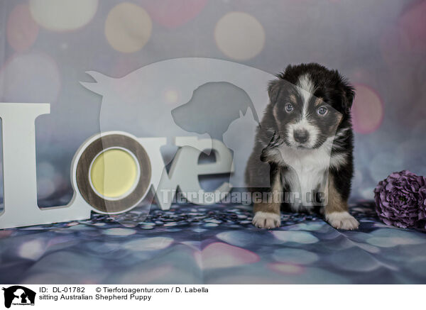sitzender Australian Shepherd Welpe / sitting Australian Shepherd Puppy / DL-01782