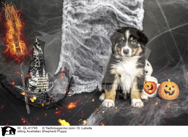 sitzender Australian Shepherd Welpe / sitting Australian Shepherd Puppy / DL-01795
