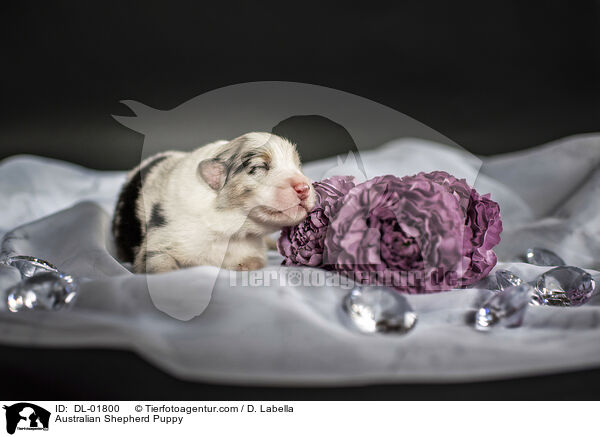 Australian Shepherd Welpe / Australian Shepherd Puppy / DL-01800