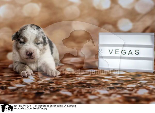 Australian Shepherd Welpe / Australian Shepherd Puppy / DL-01805