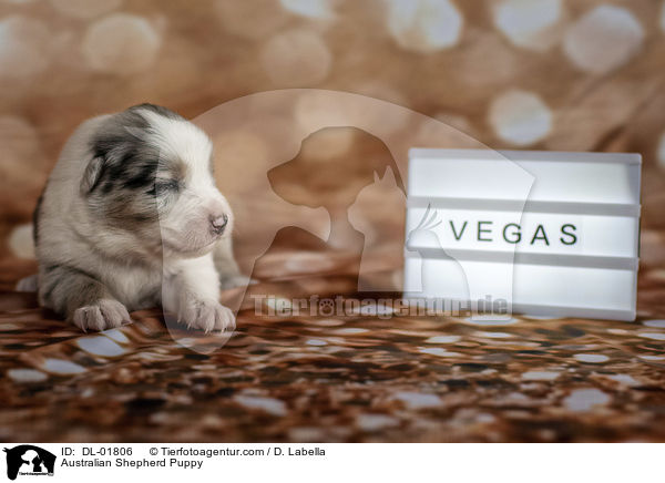 Australian Shepherd Welpe / Australian Shepherd Puppy / DL-01806