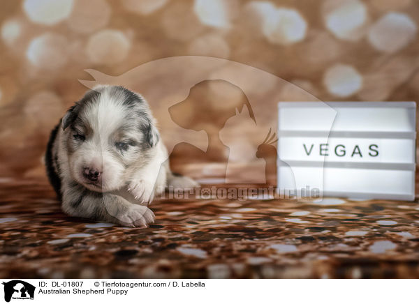 Australian Shepherd Puppy / DL-01807