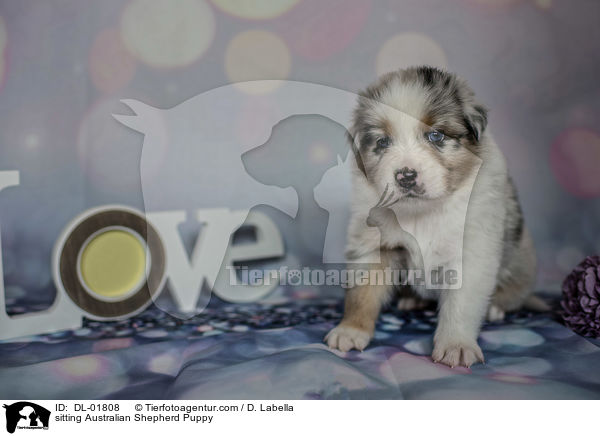 sitzender Australian Shepherd Welpe / sitting Australian Shepherd Puppy / DL-01808