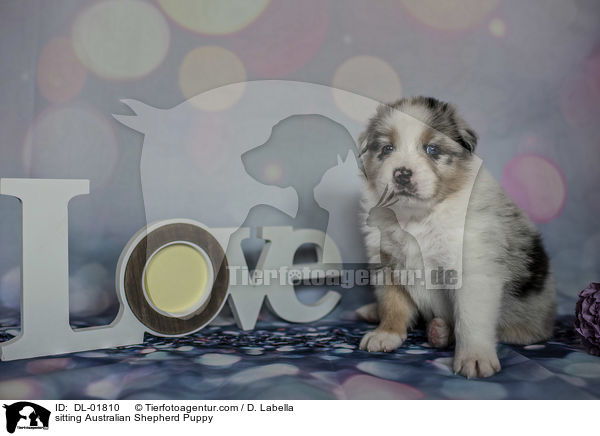 sitzender Australian Shepherd Welpe / sitting Australian Shepherd Puppy / DL-01810