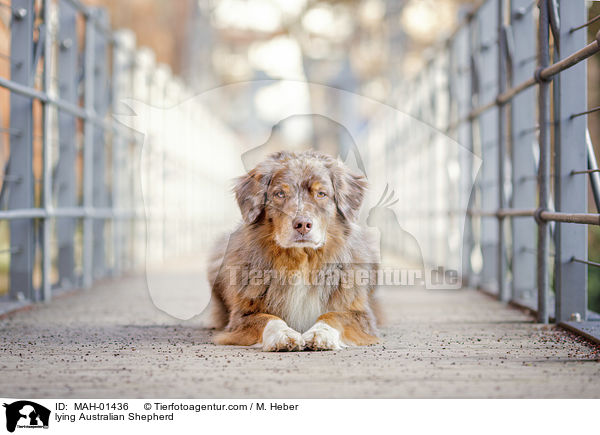 liegender Australian Shepherd / lying Australian Shepherd / MAH-01436