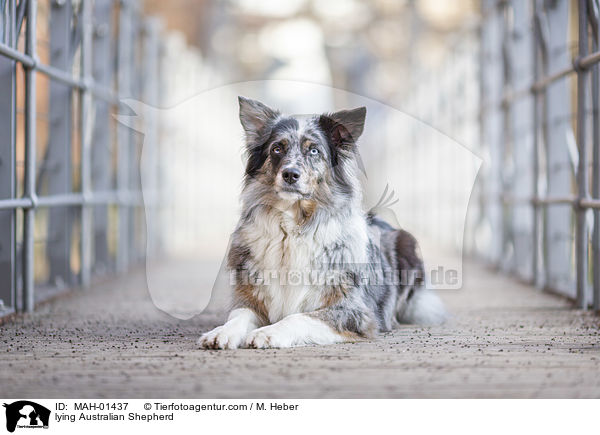 liegender Australian Shepherd / lying Australian Shepherd / MAH-01437