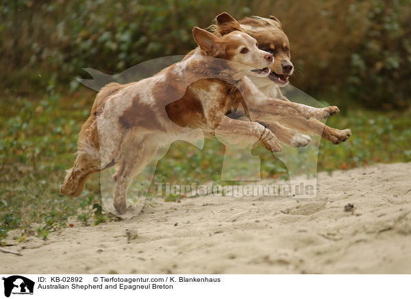 Australian Shepherd und Epagneul Breton / Australian Shepherd and Epagneul Breton / KB-02892