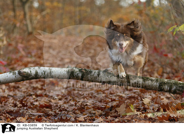 springender Australian Shepherd / jumping Australian Shepherd / KB-03859