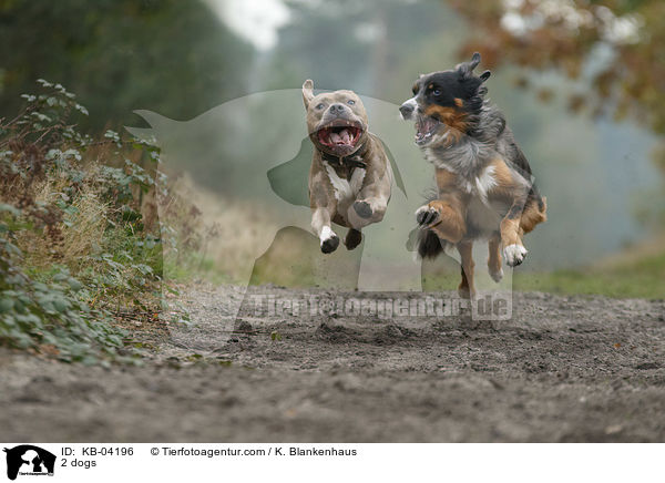 2 dogs / KB-04196