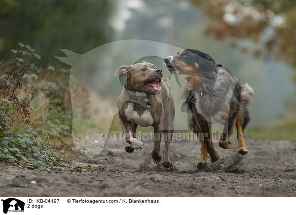 2 dogs / KB-04197