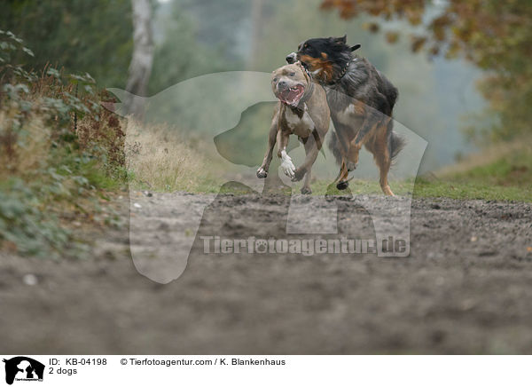 2 dogs / KB-04198