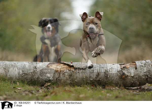 2 dogs / KB-04201