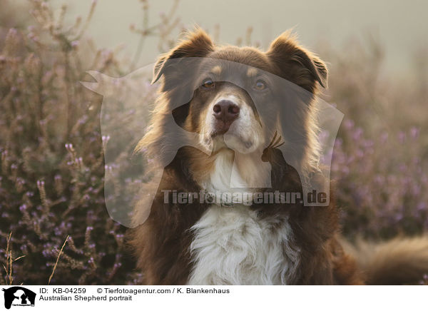 Australian Shepherd Portrait / Australian Shepherd portrait / KB-04259