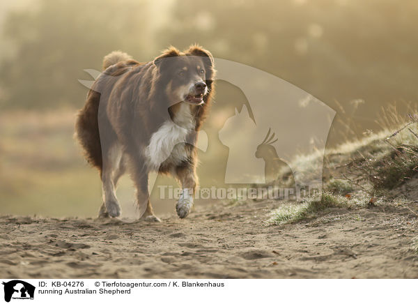 rennender Australian Shepherd / running Australian Shepherd / KB-04276