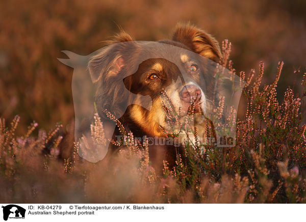 Australian Shepherd Portrait / Australian Shepherd portrait / KB-04279