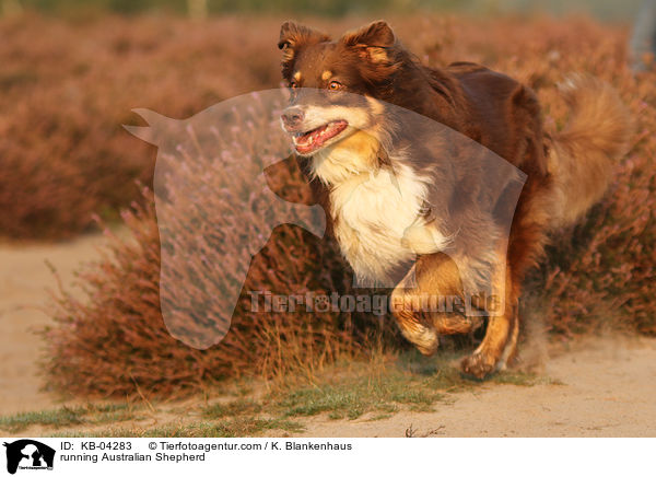 rennender Australian Shepherd / running Australian Shepherd / KB-04283