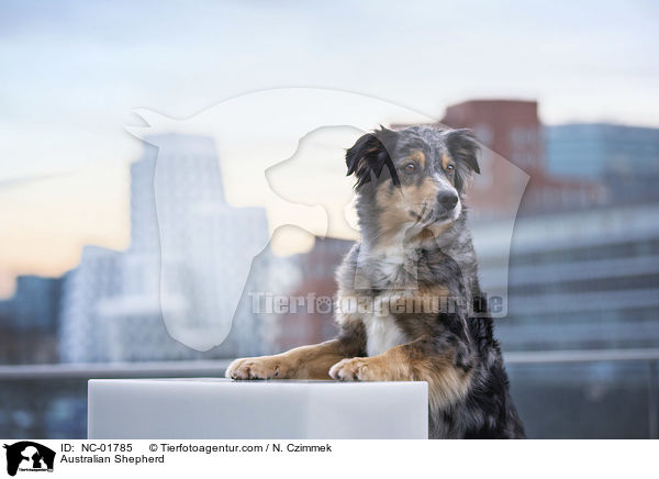 Australian Shepherd / Australian Shepherd / NC-01785