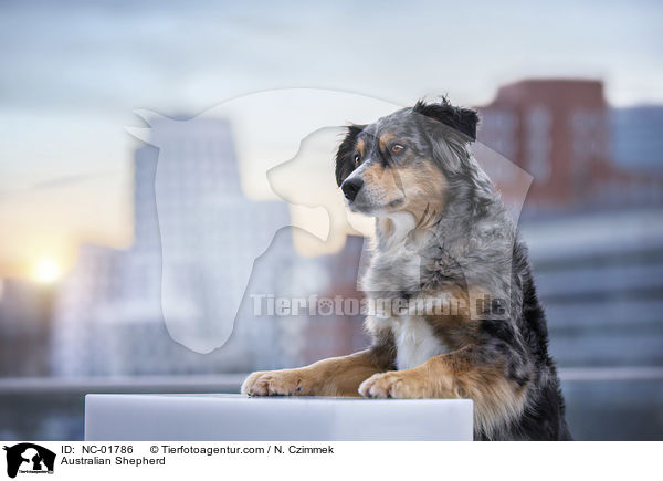 Australian Shepherd / Australian Shepherd / NC-01786