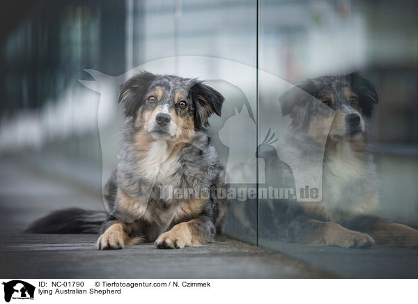 liegender Australian Shepherd / lying Australian Shepherd / NC-01790