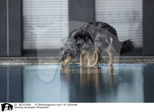 drinking Australian Shepherd / NC-01808