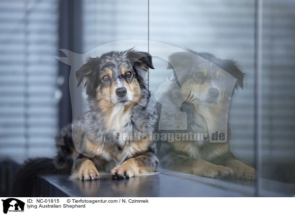 liegender Australian Shepherd / lying Australian Shepherd / NC-01815
