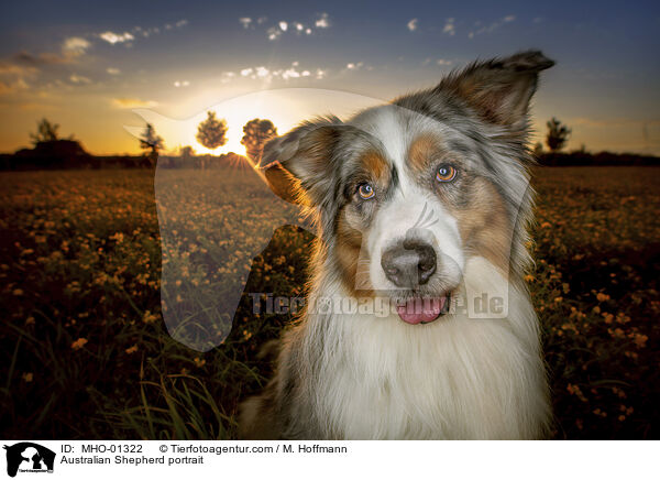 Australian Shepherd Portrait / Australian Shepherd portrait / MHO-01322