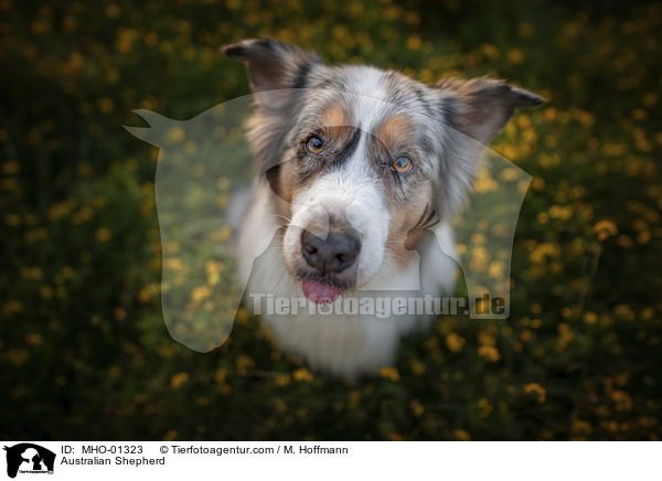 Australian Shepherd / Australian Shepherd / MHO-01323
