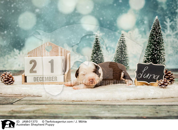 Australian Shepherd Welpe / Australian Shepherd Puppy / JAM-01370