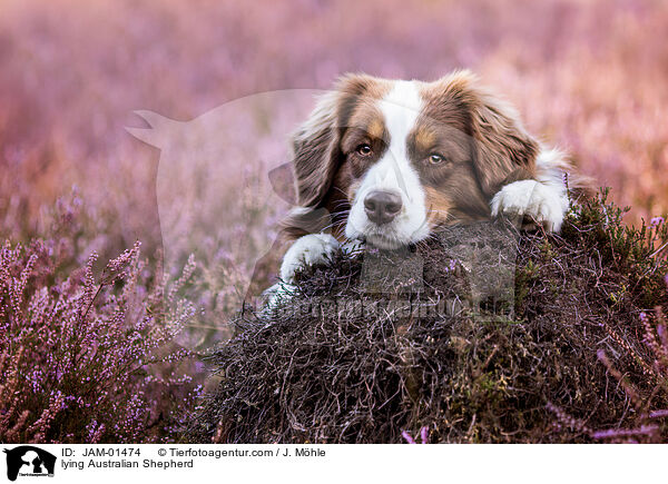 liegender Australian Shepherd / lying Australian Shepherd / JAM-01474