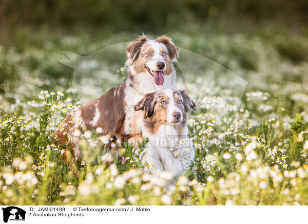 2 Australian Shepherds / 2 Australian Shepherds / JAM-01499