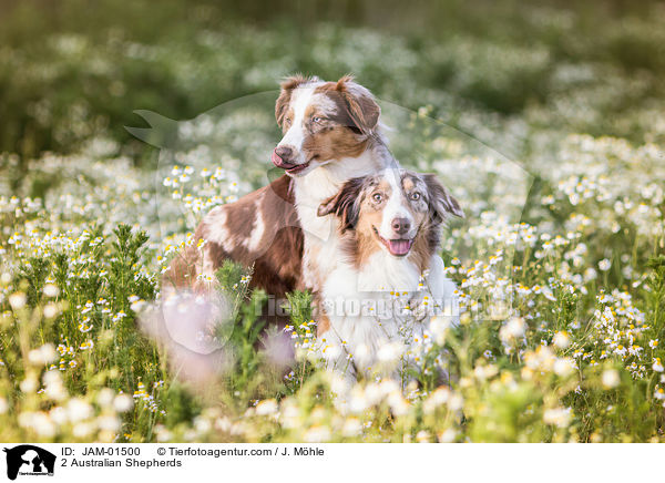 2 Australian Shepherds / 2 Australian Shepherds / JAM-01500