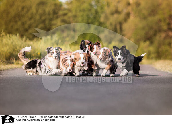rennende Australian Shepherds / running Australian Shepherds / JAM-01505