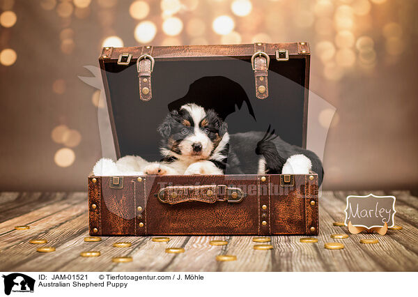 Australian Shepherd Welpe / Australian Shepherd Puppy / JAM-01521