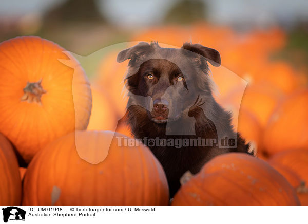 Australian Shepherd Portrait / Australian Shepherd Portrait / UM-01948