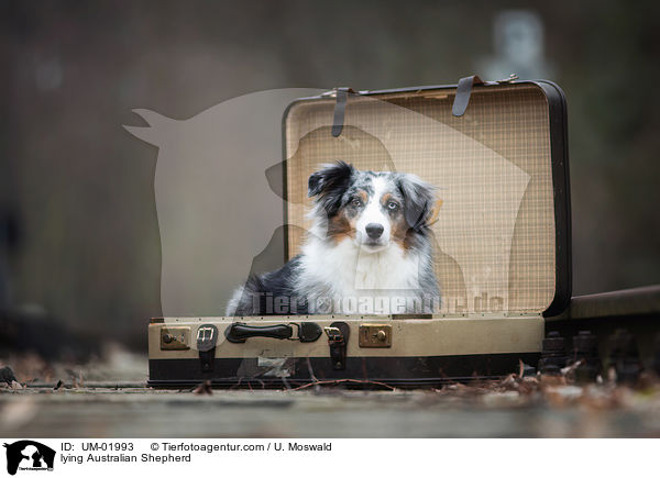 liegender Australian Shepherd / lying Australian Shepherd / UM-01993