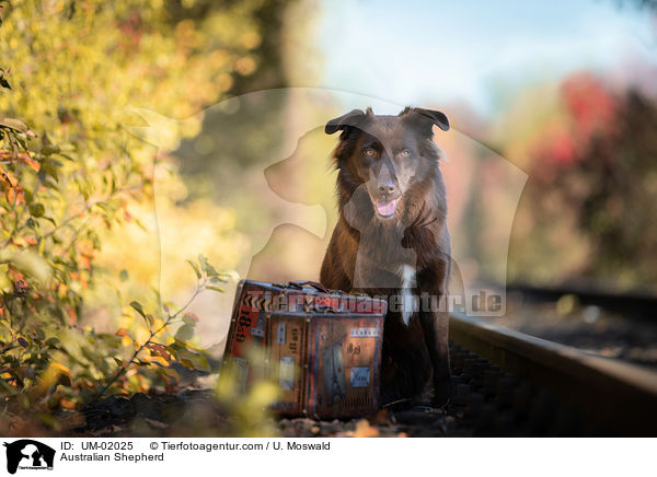Australian Shepherd / Australian Shepherd / UM-02025