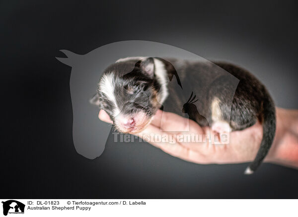 Australian Shepherd Puppy / DL-01823