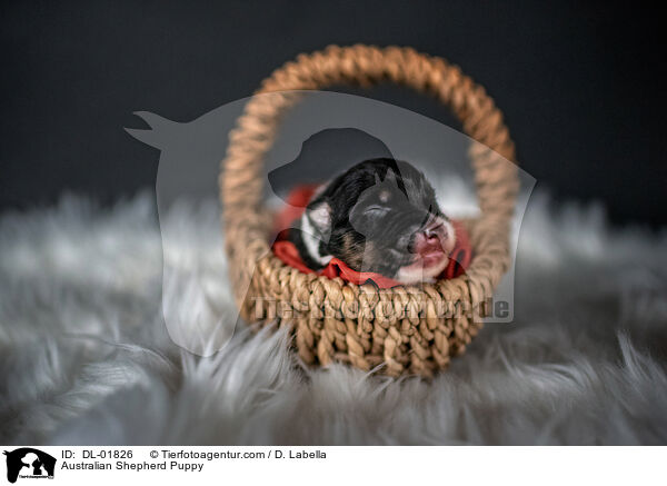 Australian Shepherd Puppy / DL-01826