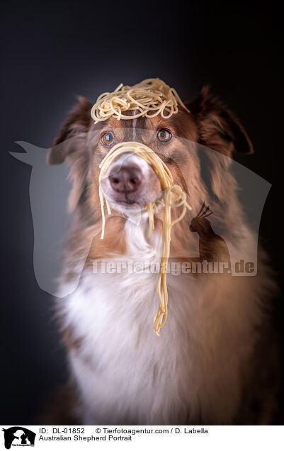 Australian Shepherd Portrait / Australian Shepherd Portrait / DL-01852