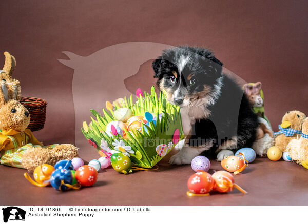 Australian Shepherd Welpe / Australian Shepherd Puppy / DL-01866