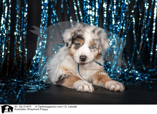 Australian Shepherd Puppy / DL-01870