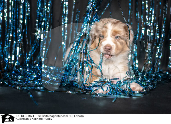 Australian Shepherd Welpe / Australian Shepherd Puppy / DL-01874