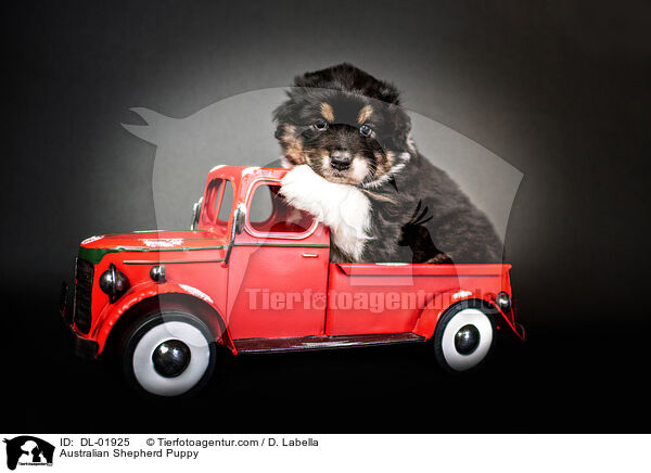 Australian Shepherd Puppy / DL-01925