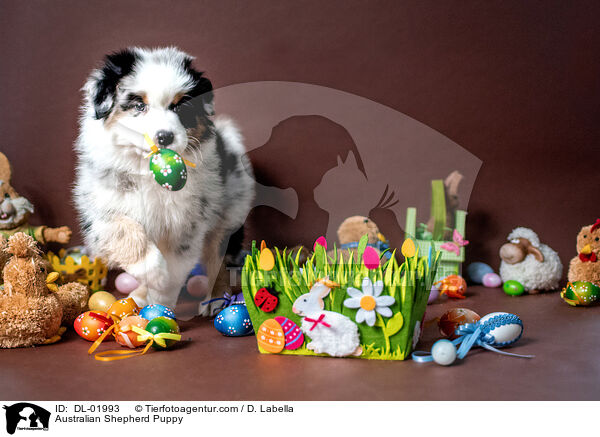 Australian Shepherd Welpe / Australian Shepherd Puppy / DL-01993