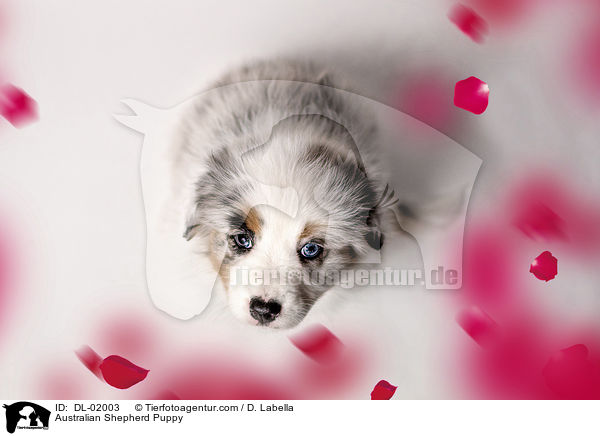Australian Shepherd Welpe / Australian Shepherd Puppy / DL-02003