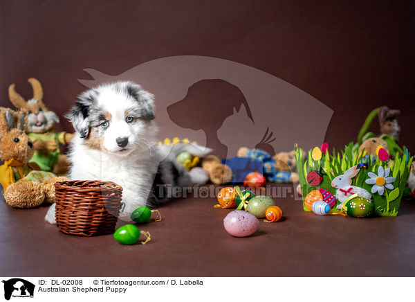 Australian Shepherd Welpe / Australian Shepherd Puppy / DL-02008