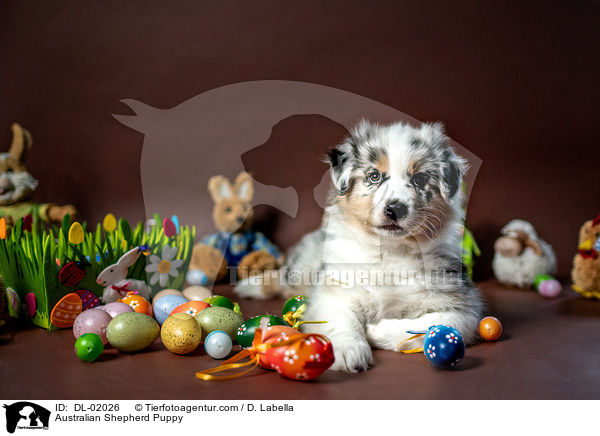 Australian Shepherd Welpe / Australian Shepherd Puppy / DL-02026